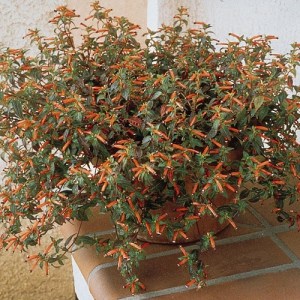 cuphea 500 na500.jpg